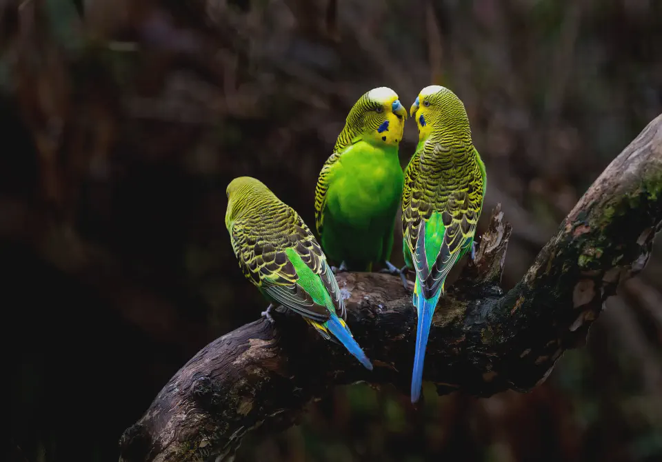 Three budgerigars perched together